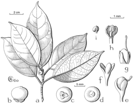 Ficus calcicola.gif