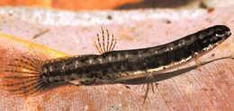 Lepidogalax salamandra.jpg