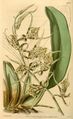 Brassia maculata (as Brassia wrayae) - Curtis' 69 (N.S. 16) pl. 4003 (1843).jpg