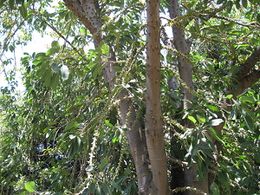 Ficus geniculata.JPG