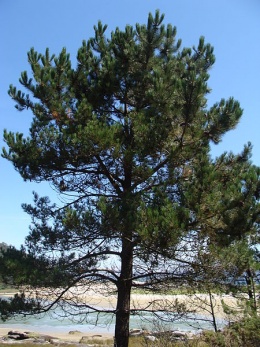 Pinus pinaster.JPG