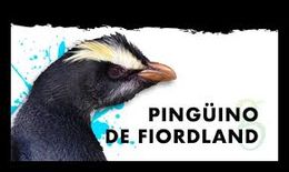 Pingüino de Fiordlande.jpg