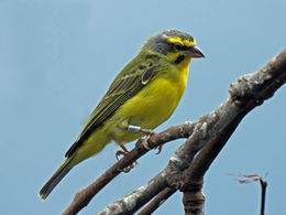Yellow-fronted Canary RWD4.jpg