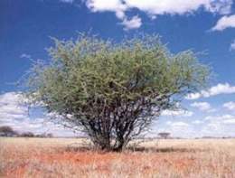 Acacia mellifera.jpg