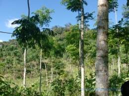 Boaco, UM 146, Bosque de Plantación de Latifoliada Establecido con especie de Cedro Rosado 2, .jpg