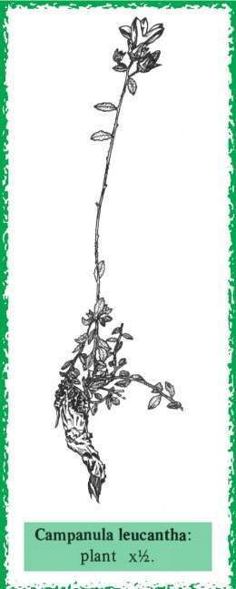 Campanula leucantha ilustracion.jpg