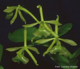 Epidendrum diforme.jpg
