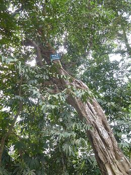 Ficus glaberrima.JPG
