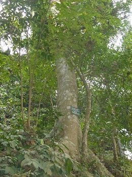 Ficus callosa.JPG
