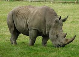 Rinoceronte de suma.jpg