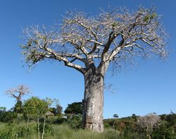 Baobab-830x655.jpg