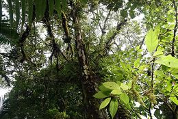 Ficus dammaropsis.jpg