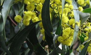 Acacia belairioides.jpg