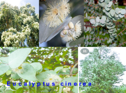 Eucalyptus cinerea .png