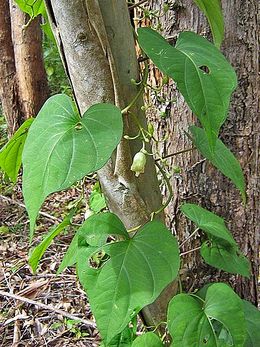 Ipomoea syringifolia 2.jpg