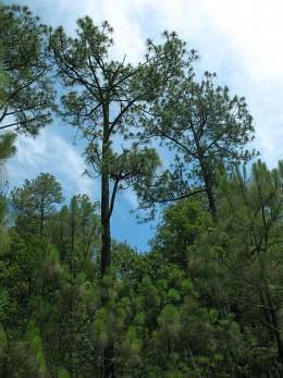 Pinus devoniana.jpg
