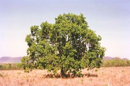 Ficus catappifolia.jpg