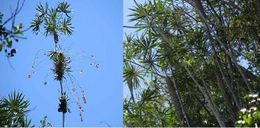 Palma-coccothrinax-rigida.jpg