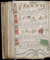 Hojas Manuscrit Voynich.jpg