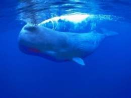 Sperm-whale3-300x225.jpg