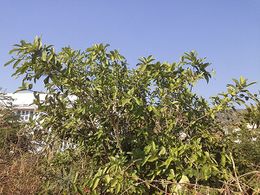 Ficus hispida.jpg
