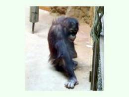 Orangutan de Borneo.jpg