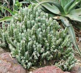 Euphorbia-resinifera.jpg