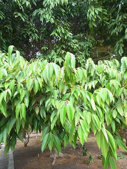 Ficus binnendijkii hojas.JPG