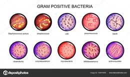Gram-positive-bacteria.jpg
