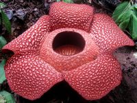 Rafflesia arnoldi-830x622.jpg