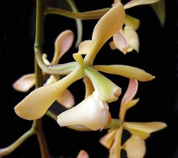 Epidendrum coronatum photo.jpg