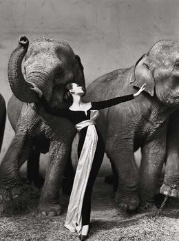 Dovima-con-elefantes.jpg