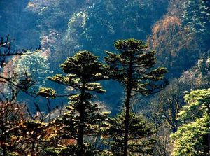 Pinus densata.jpg