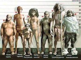 Comparación de la estatura promedio de varios homínidos de la Prehistoria.jpg