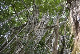 Ficus cotinifolia.jpg