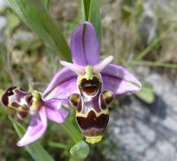 Ophrys scolopax-830x754.jpg