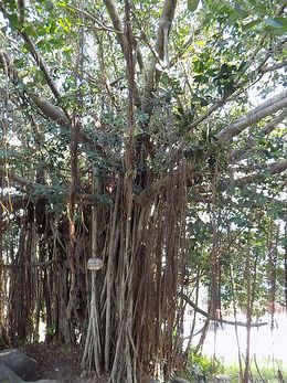 Ficus curtipes.JPG