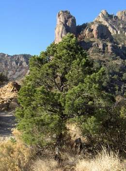 Pinus cembroides.jpg