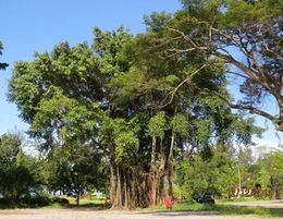 Ficus caulocarpa.jpg