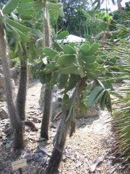 Cactus consolea.jpg