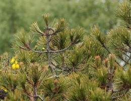 Pinus nelsonii.jpg