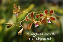E. tampensis var alba x E. chiapasensis 3680.jpg