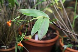 1024px-Epidendrum pseudoepidendrum GotBot 2015 003.jpg