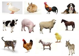 Lista-animales-domésticos.jpg