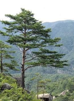 Pinus densiflora.jpg