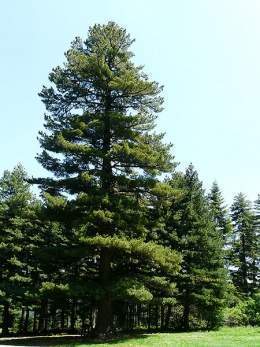 Pinus peuce.jpg