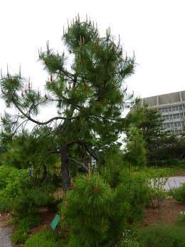 Pinus serotina.jpg