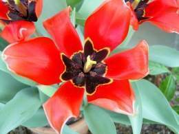 Tulipa affinis.jpg