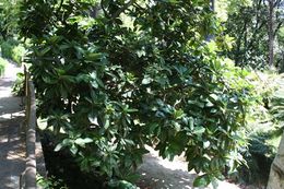 Ficus habrophylla 1.jpg
