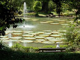 Jardín Botánico Bogor.jpg